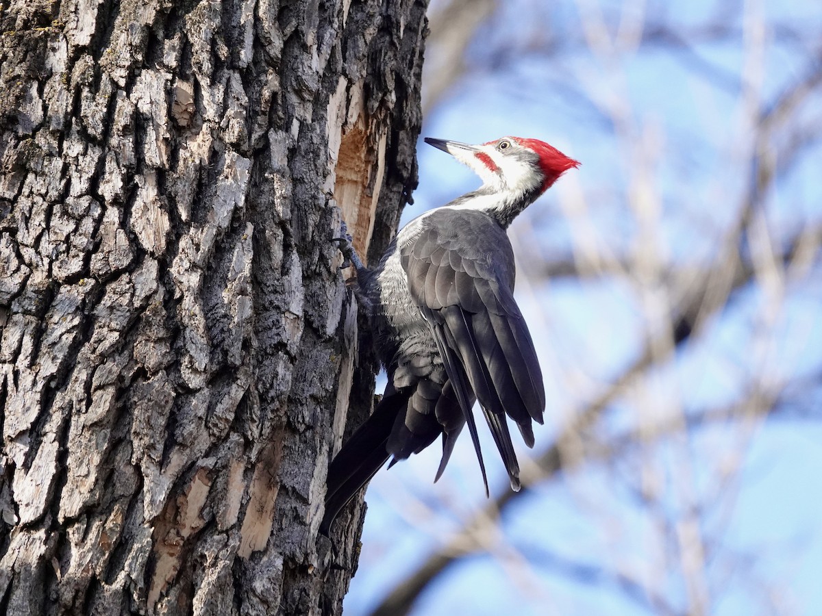 Grand Pic - ML644929432