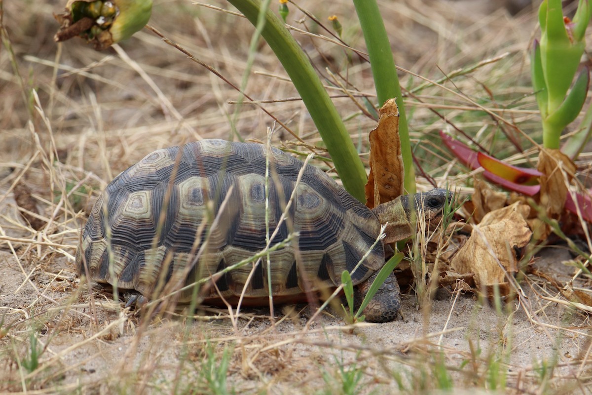 Angulate Tortoise - ML644929442