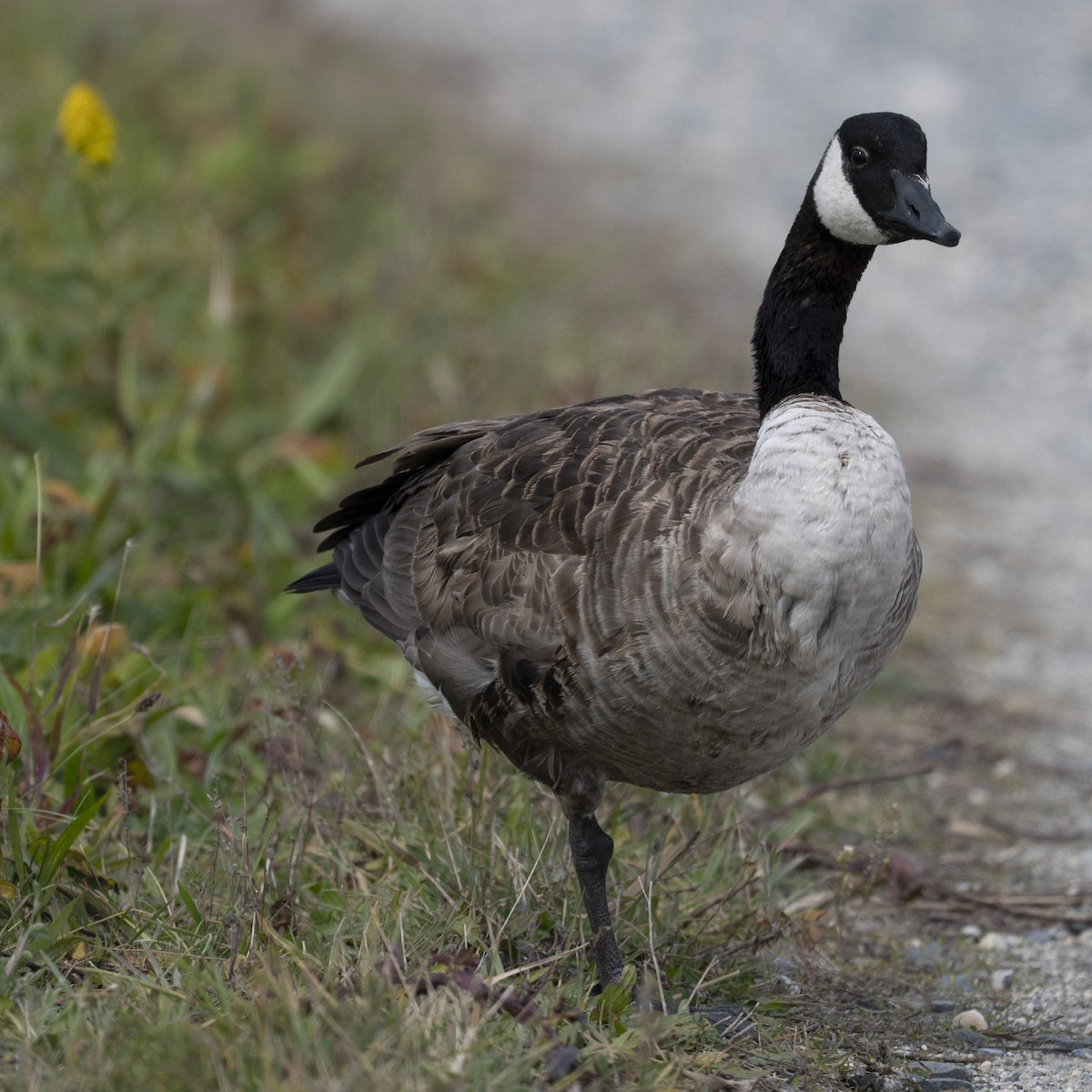 Canada Goose - ML644929454
