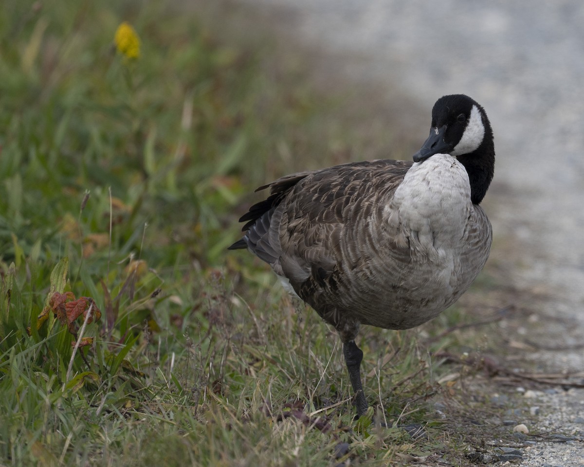 Canada Goose - ML644929456