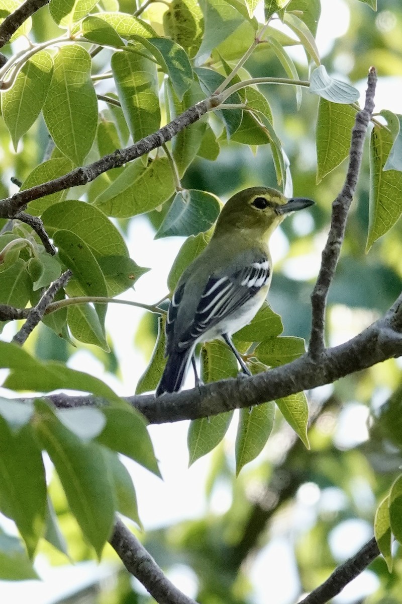 Yellow-throated Vireo - ML644929468
