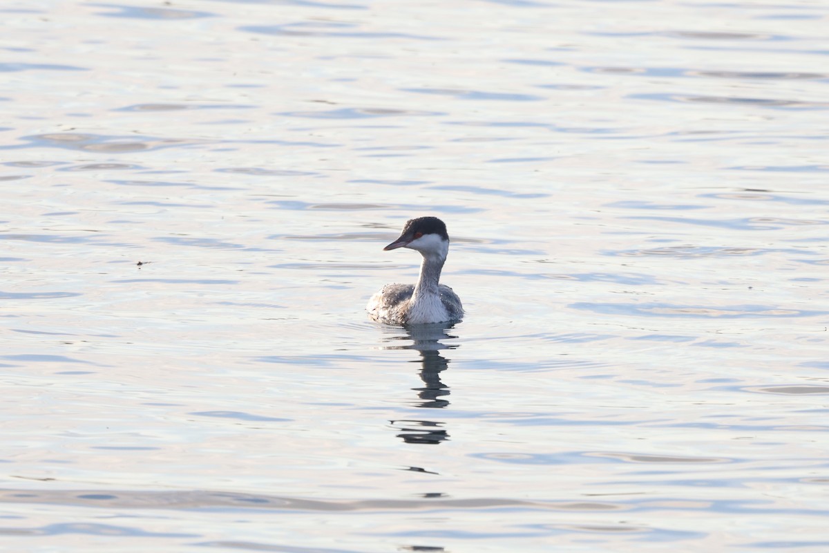 ミミカイツブリ - ML644929478