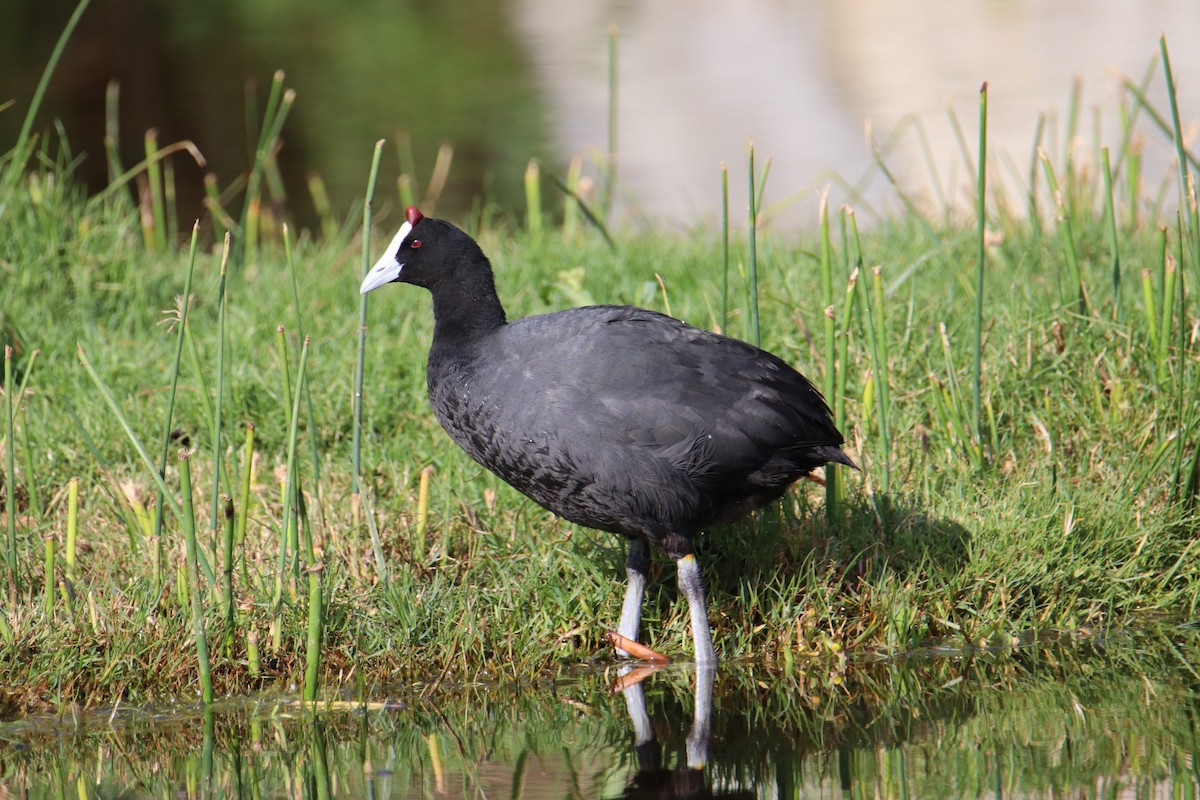 Red-knobbed Coot - ML644929504