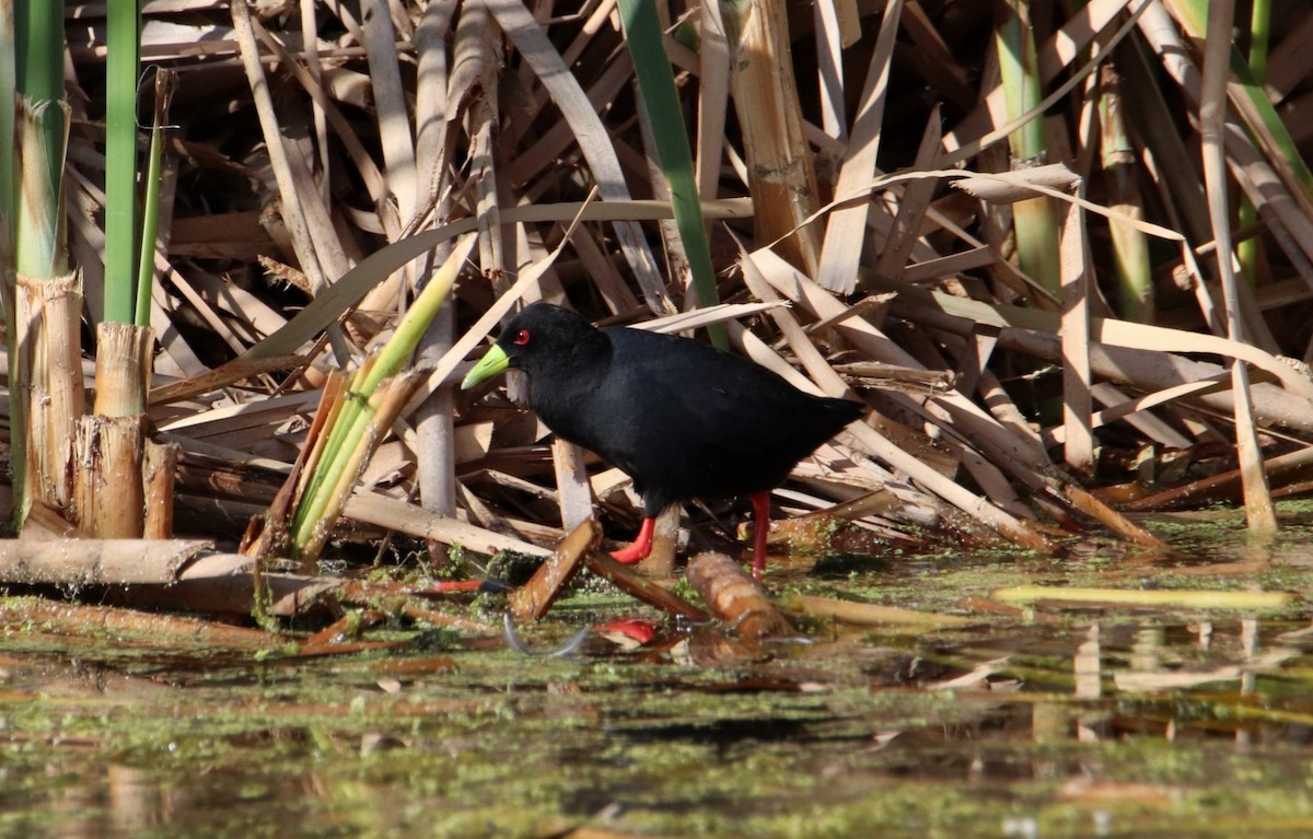 Black Crake - ML644929506