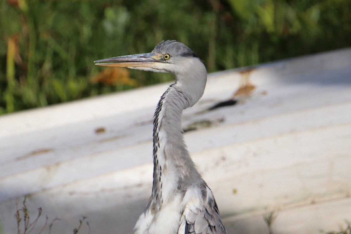 Gray Heron - ML644929518