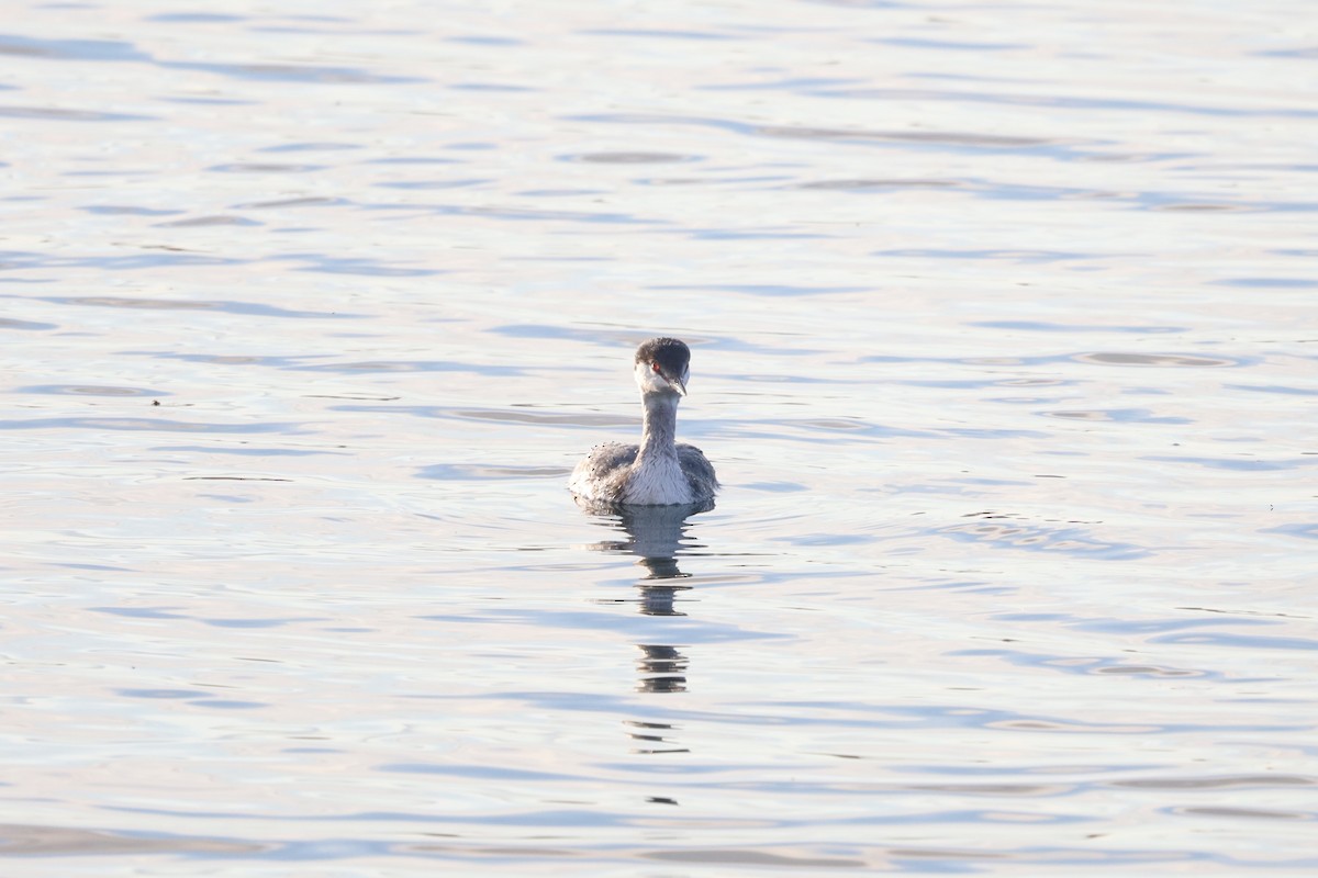 ミミカイツブリ - ML644929519