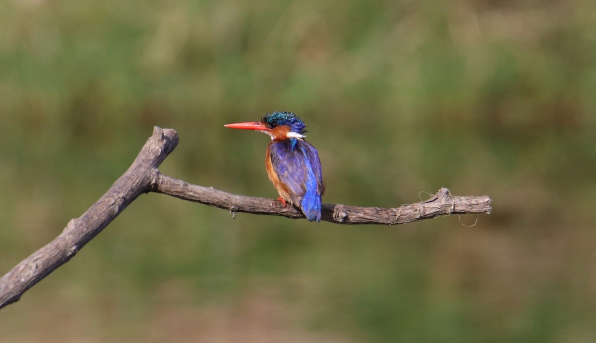Malachite Kingfisher - ML644929522
