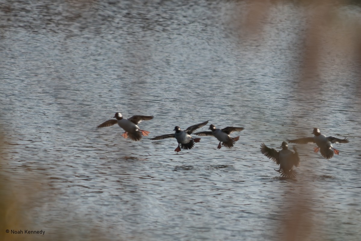 Гоголь-головастик - ML644929523