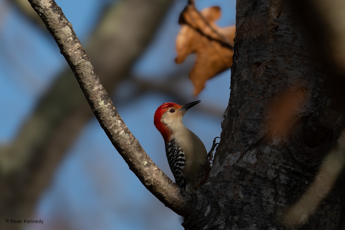 Red-bellied Woodpecker - ML644929527