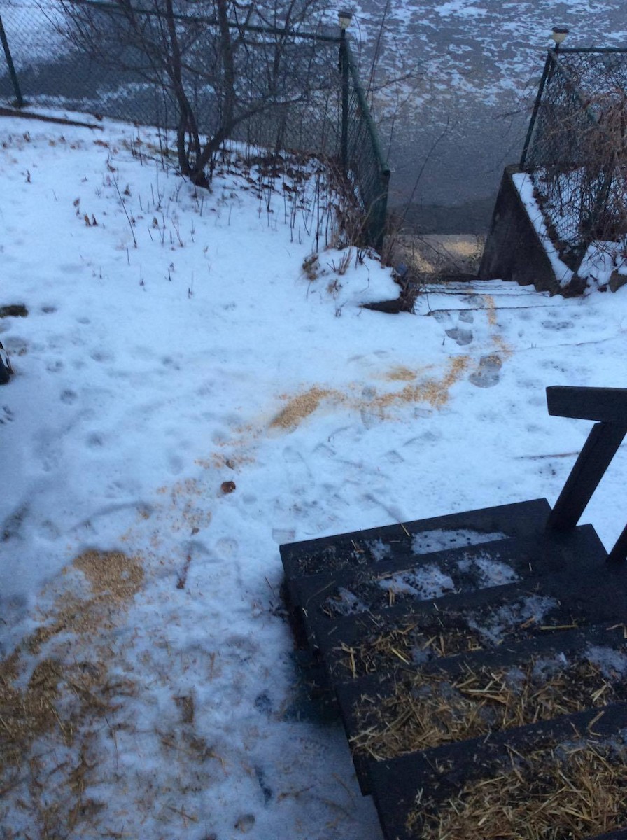 Canada Goose - ML644929529