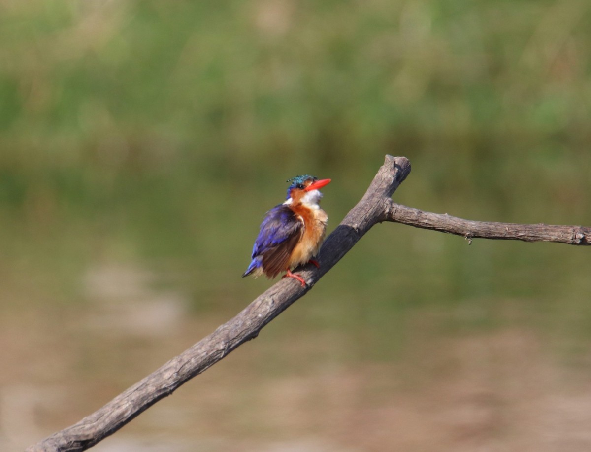 Malachite Kingfisher - ML644929530