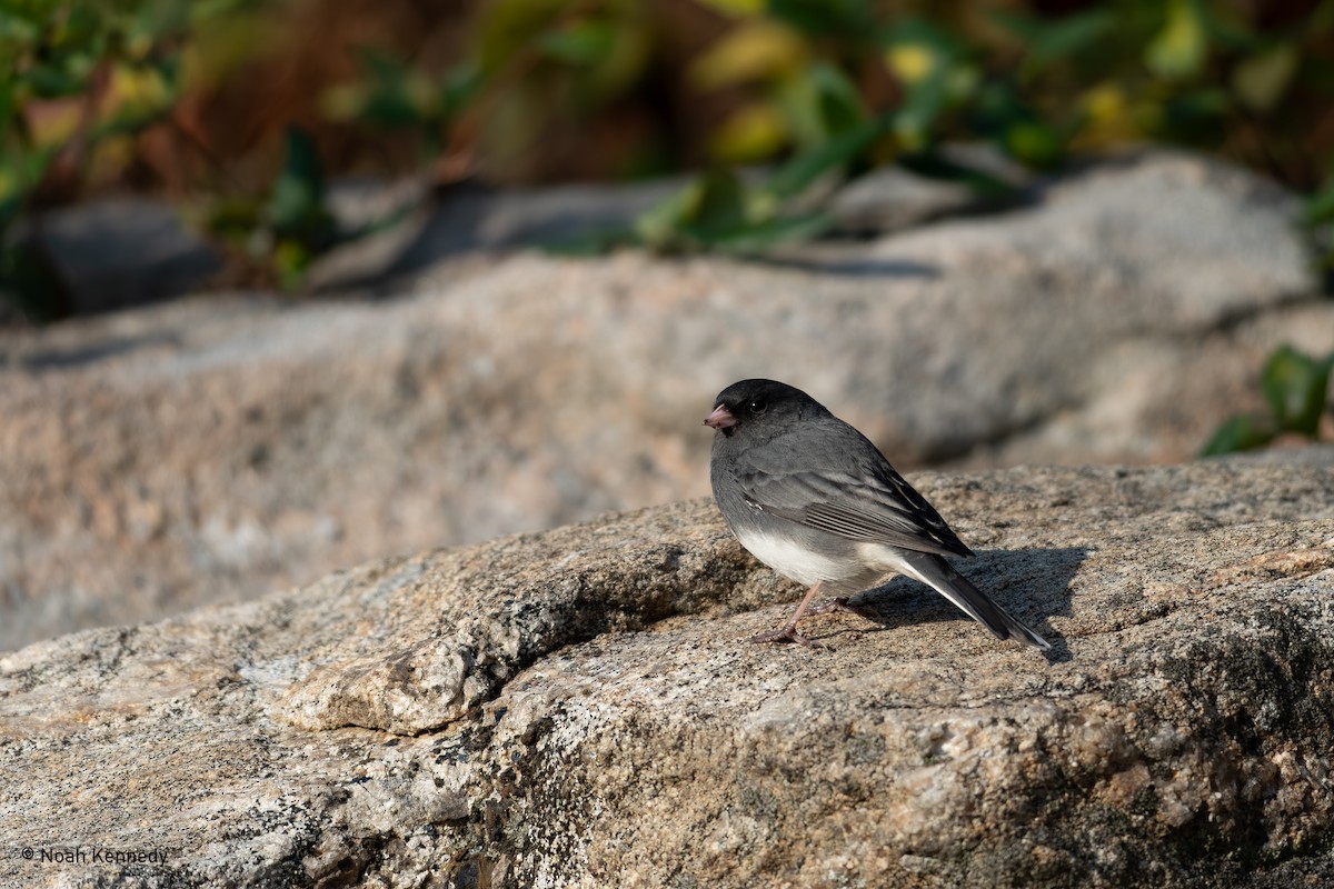 Dark-eyed Junco - ML644929535