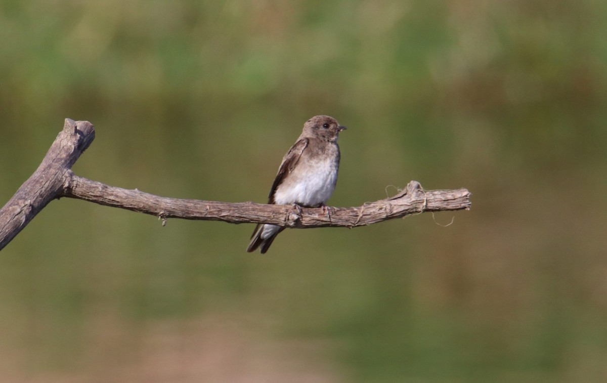 Plain Martin - ML644929542