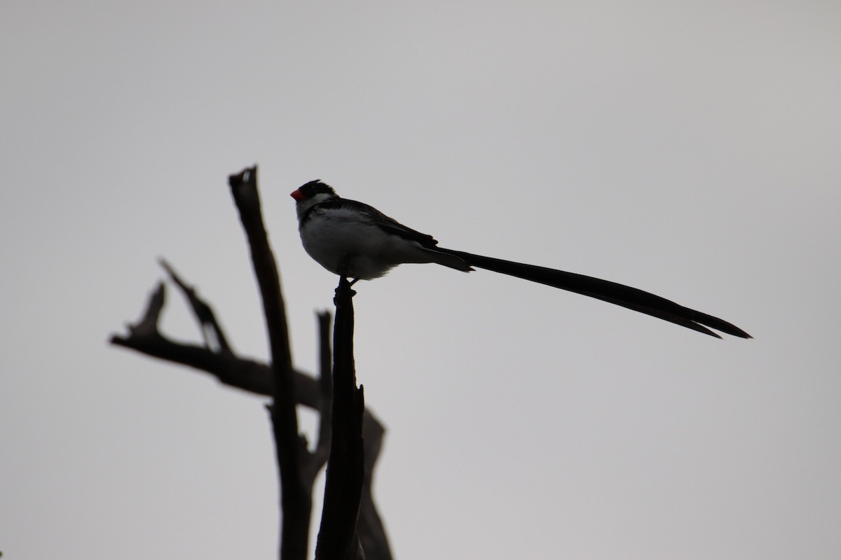 Pin-tailed Whydah - ML644929570