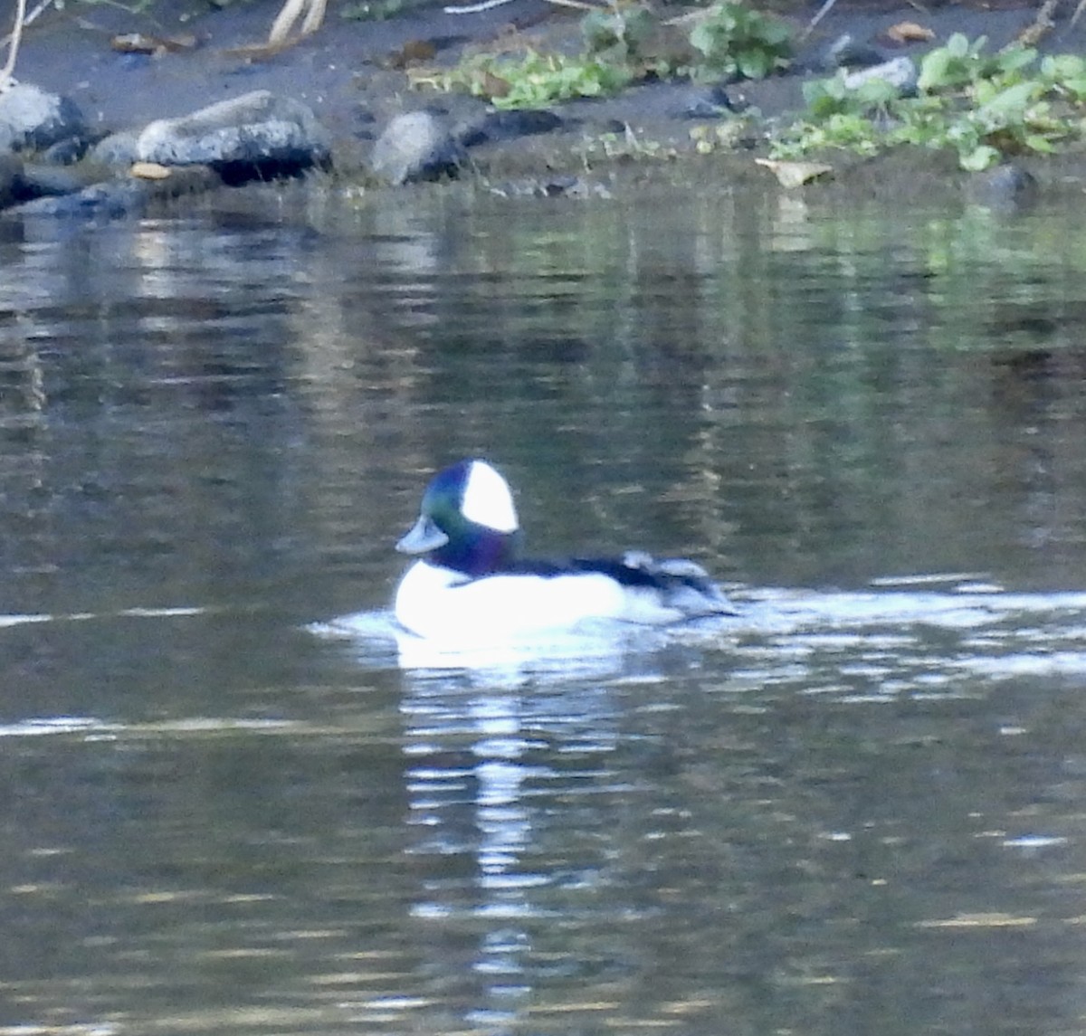 Гоголь-головастик - ML644929574