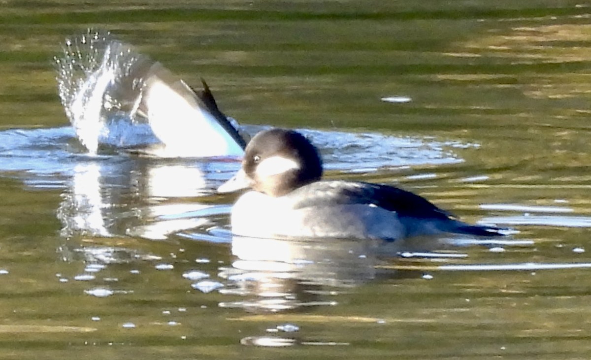 Гоголь-головастик - ML644929593