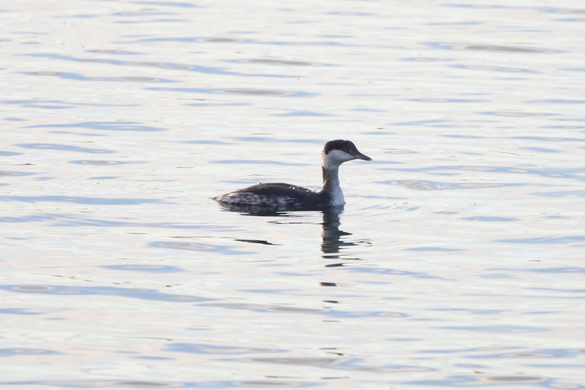 ミミカイツブリ - ML644929599