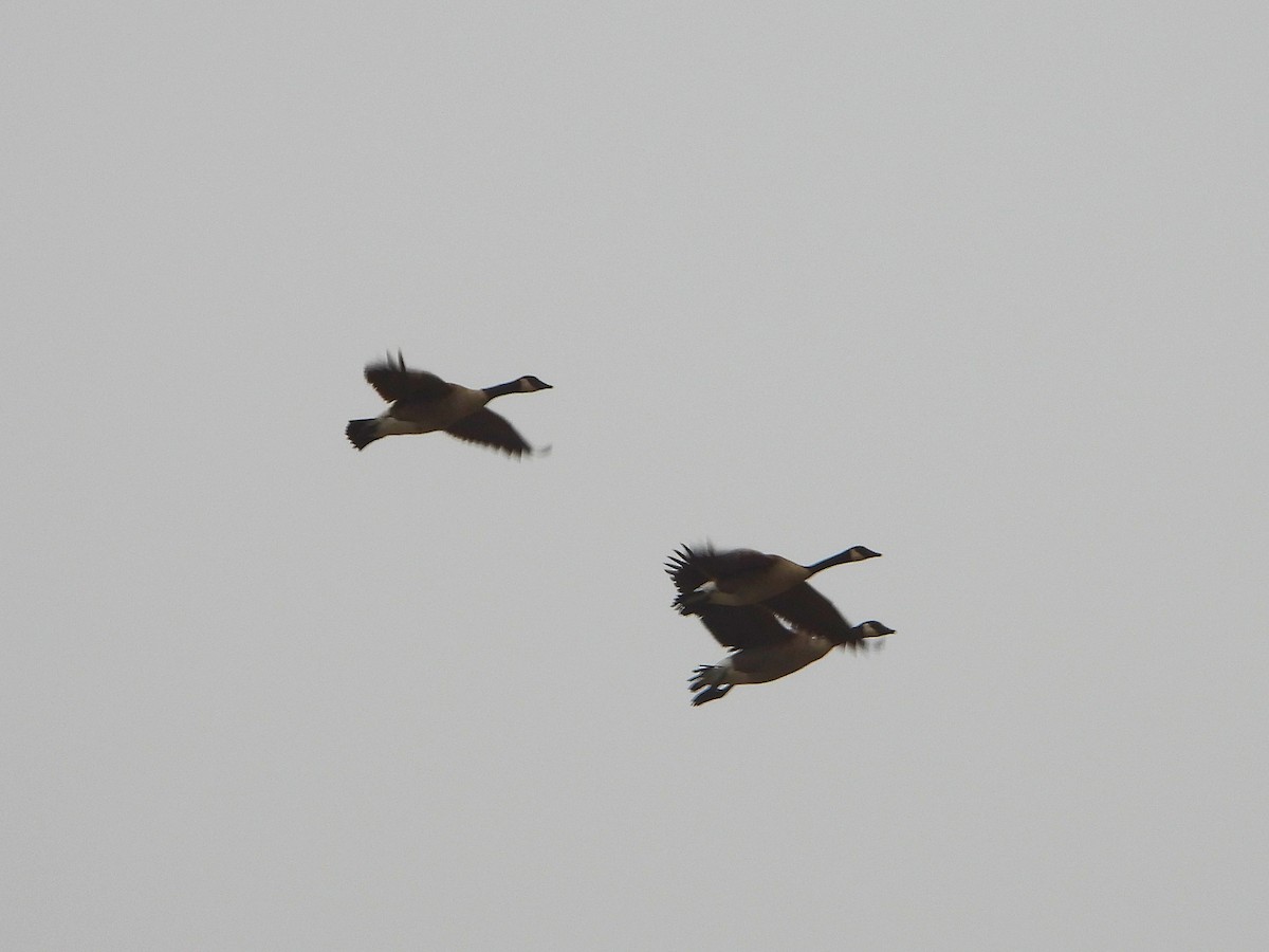 Canada Goose - ML644929612