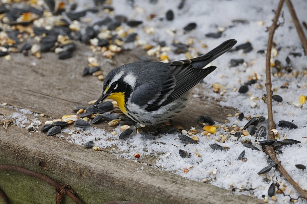 Yellow-throated Warbler - ML644929644