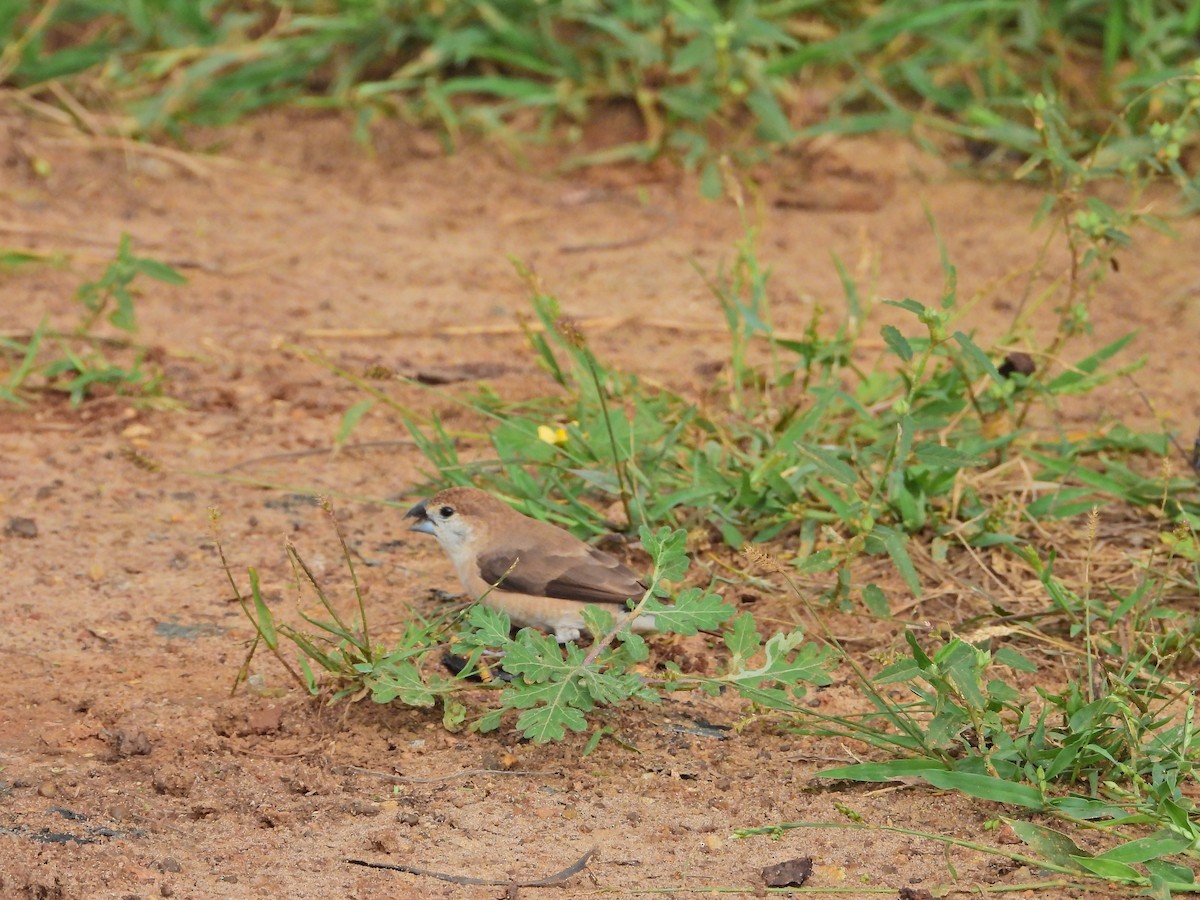 Indian Silverbill - ML644929650