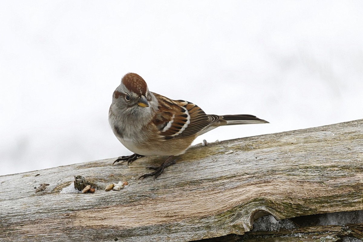 American Tree Sparrow - ML644929651