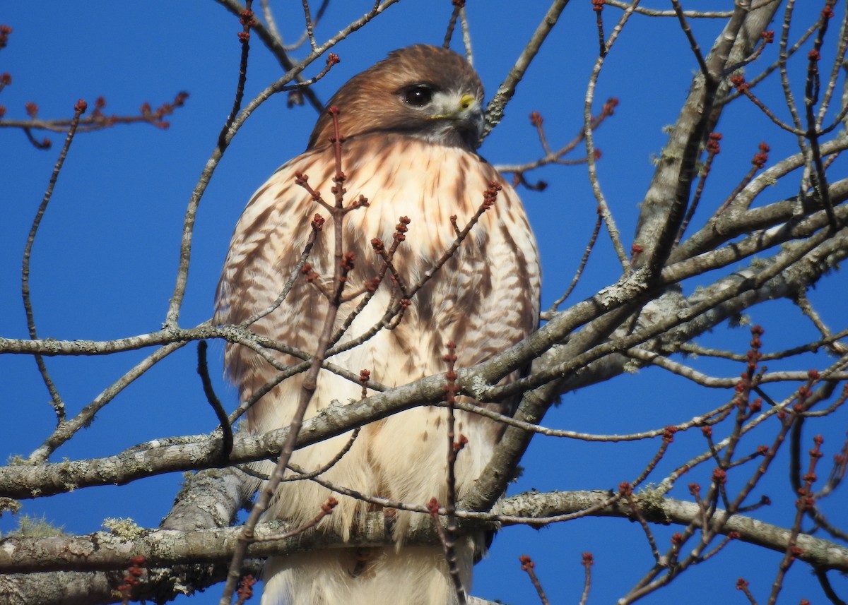 Red-tailed Hawk (abieticola) - ML644929653
