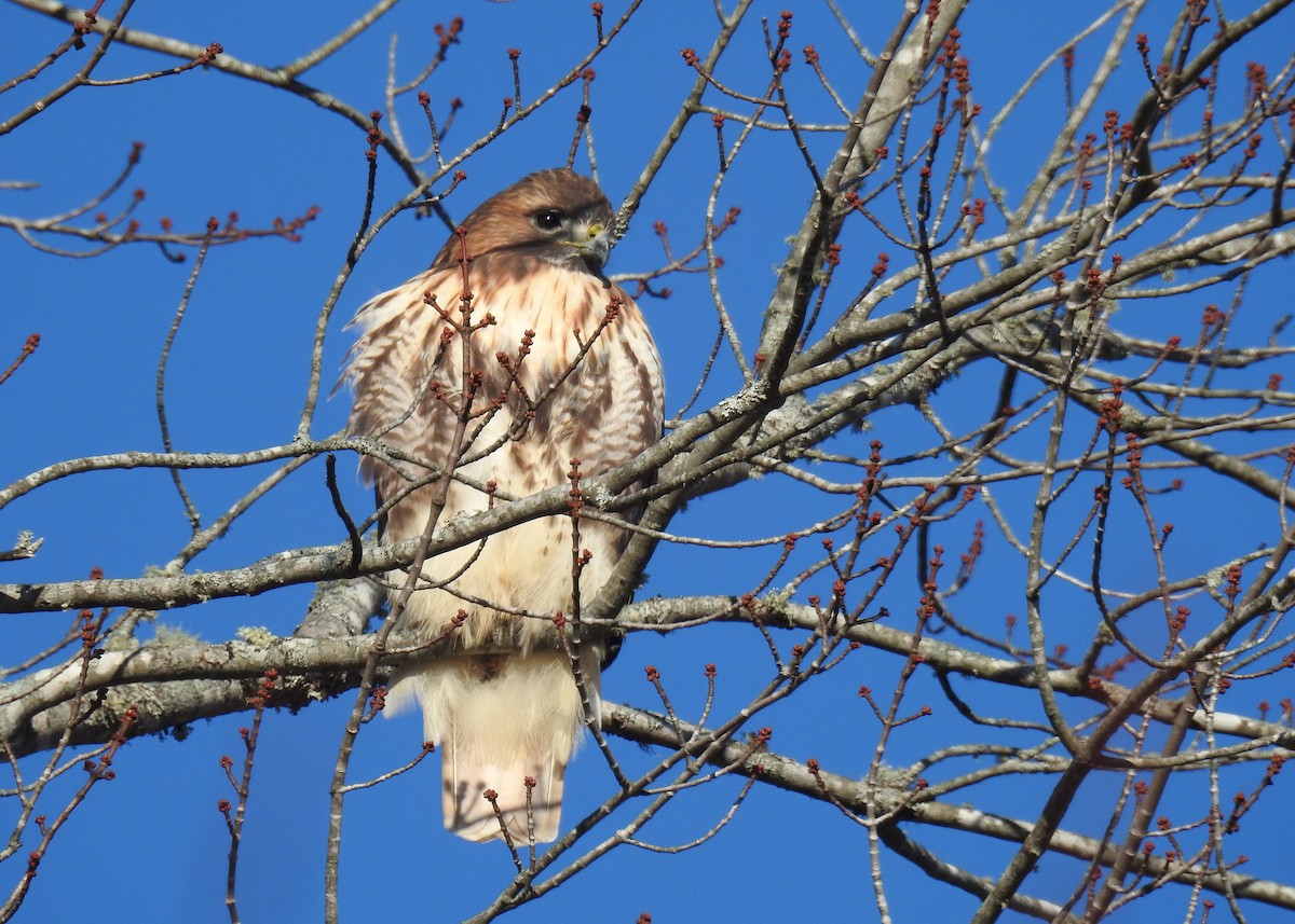 Red-tailed Hawk (abieticola) - ML644929654