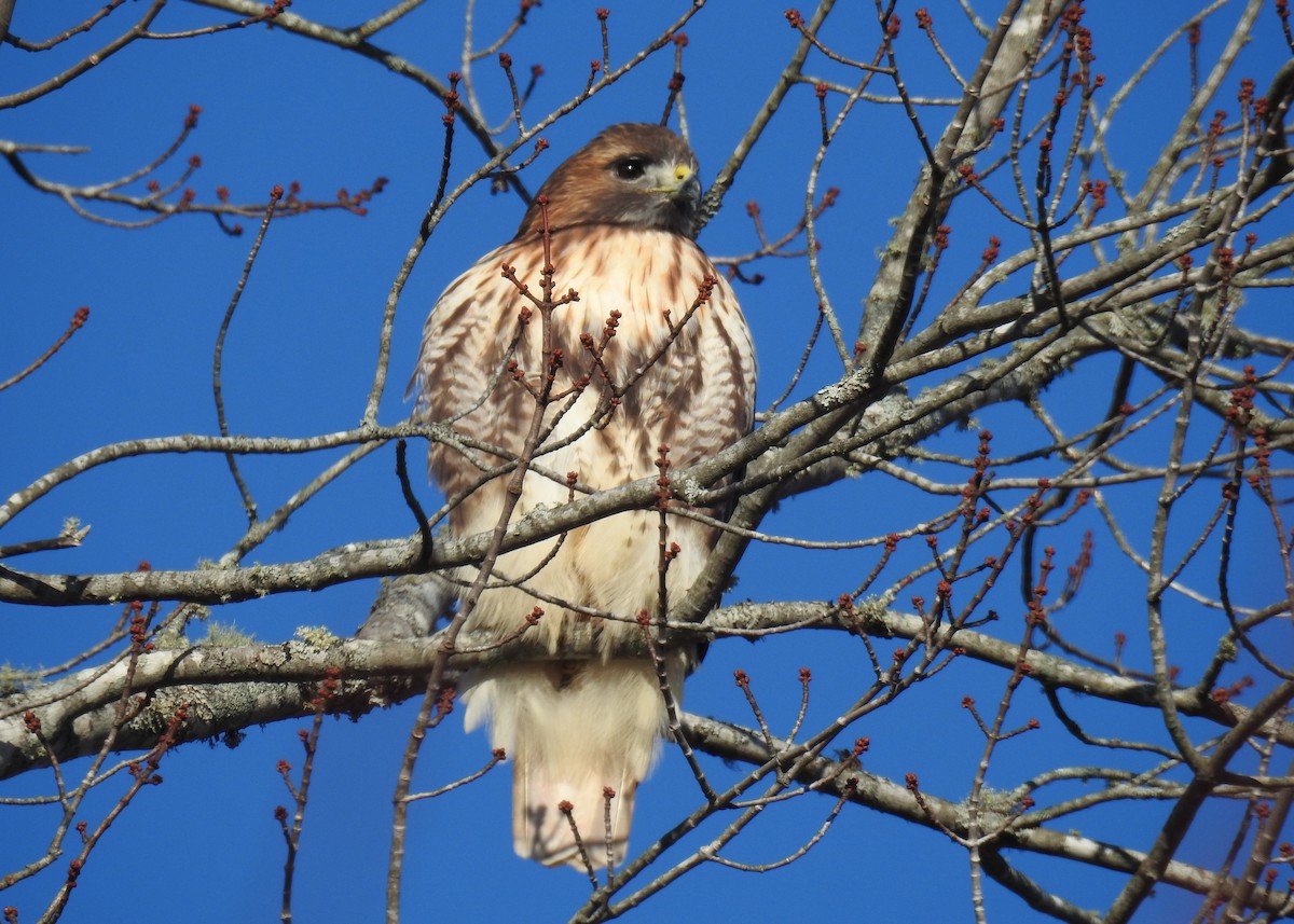 Red-tailed Hawk (abieticola) - ML644929655
