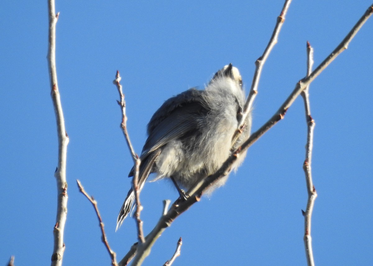 Canada Jay - ML644929666