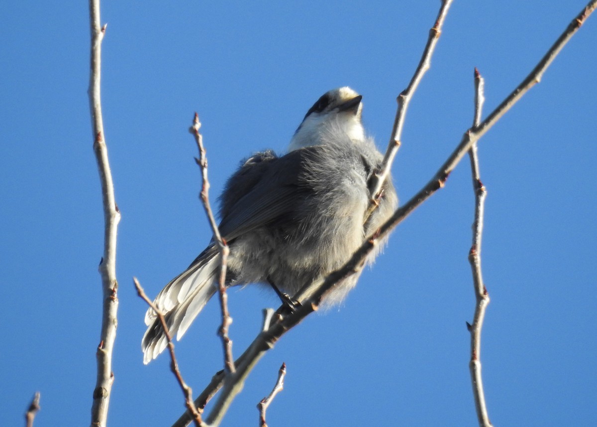 Canada Jay - ML644929667