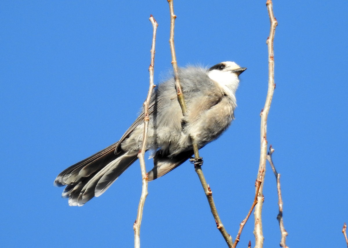 Canada Jay - ML644929668