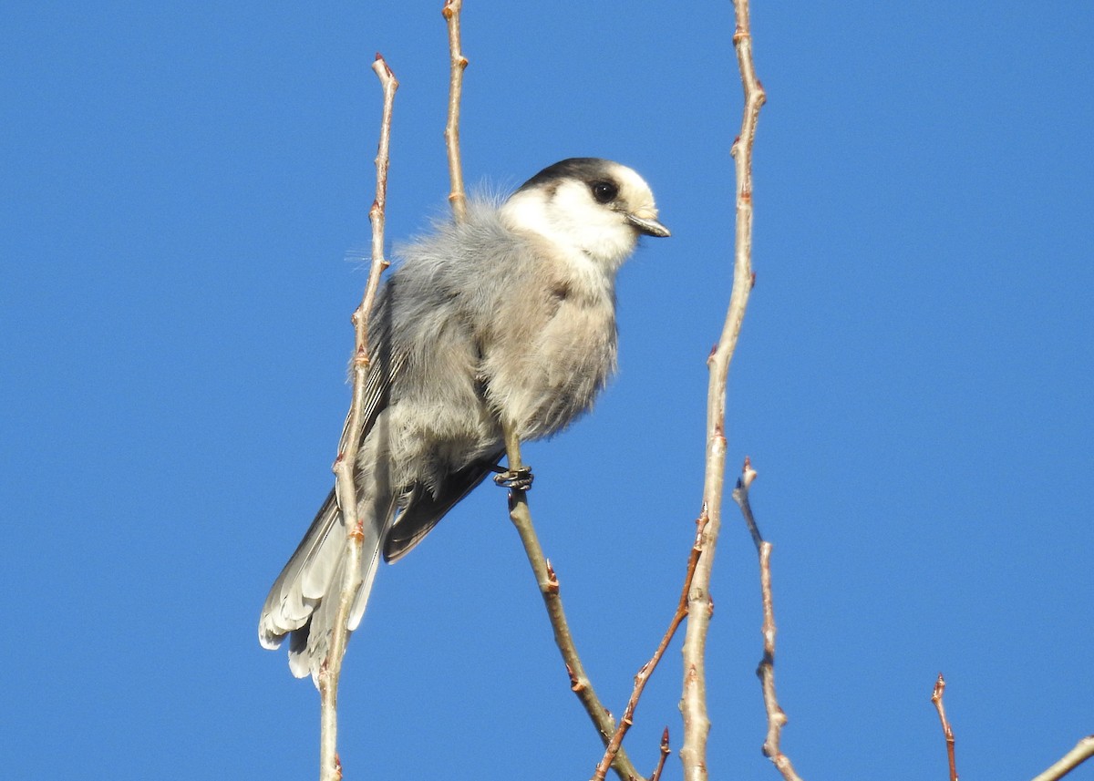 Canada Jay - ML644929669