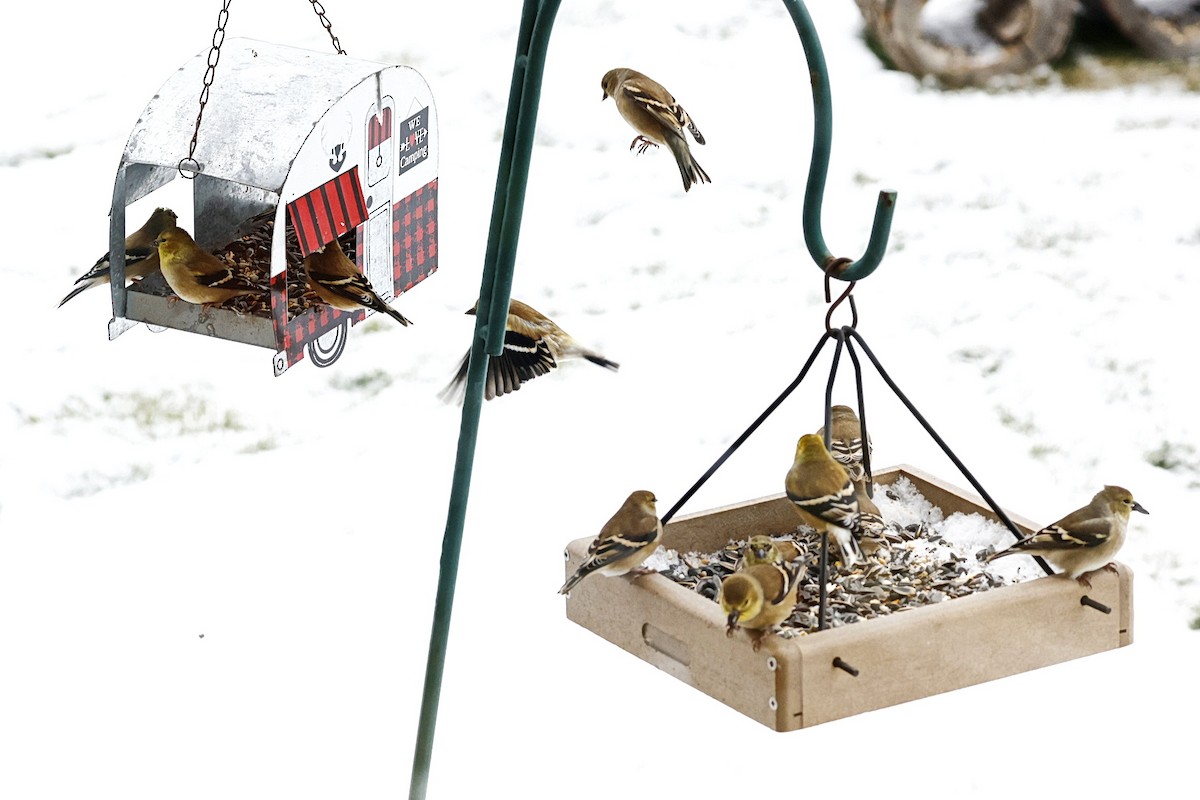 American Goldfinch - ML644929670