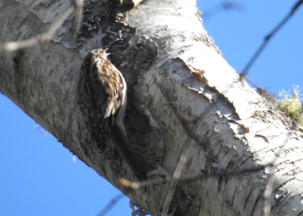 Brown Creeper - ML644929671