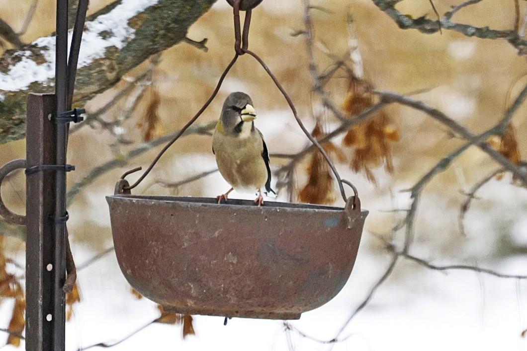 Evening Grosbeak - ML644929677