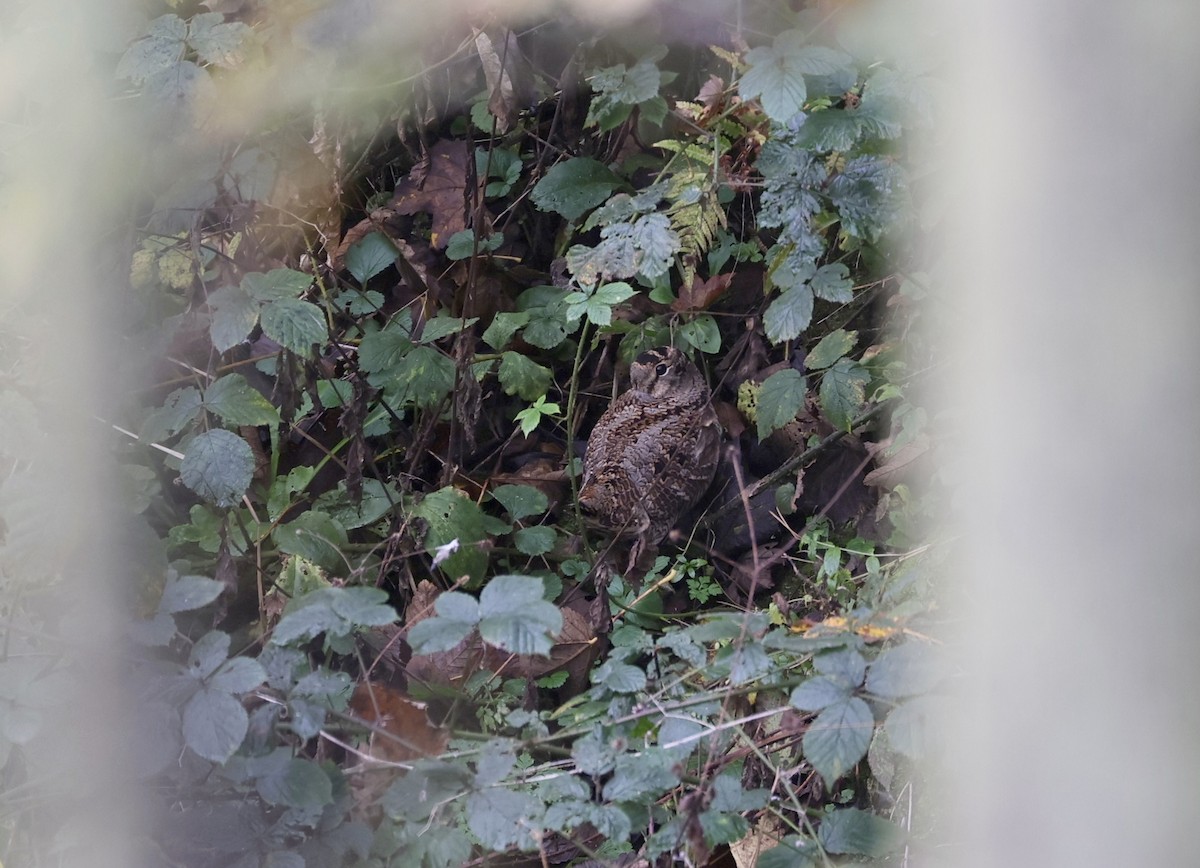 Eurasian Woodcock - ML644929684