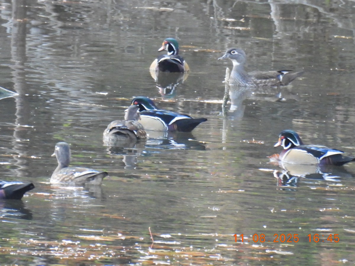 Wood Duck - ML644929691