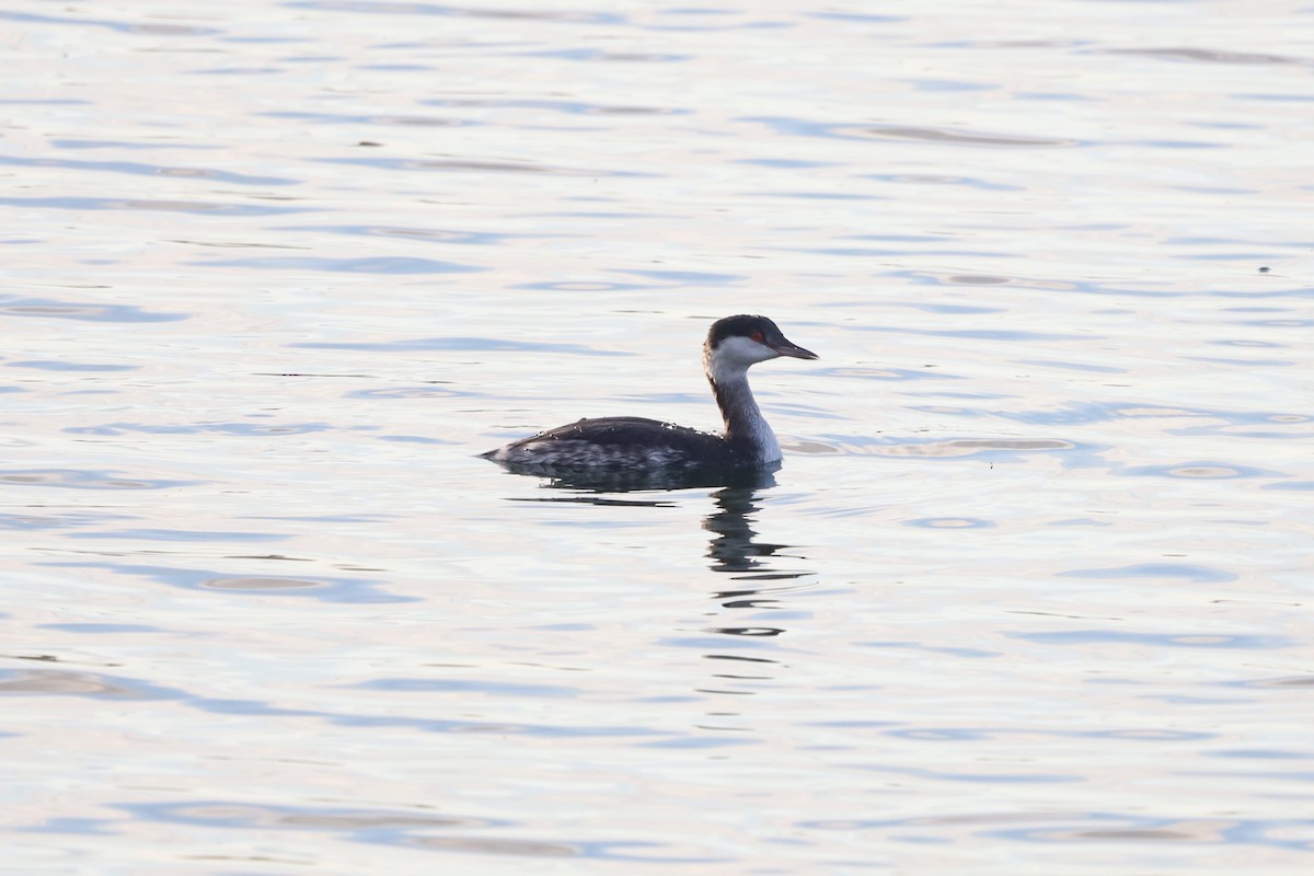 ミミカイツブリ - ML644929696