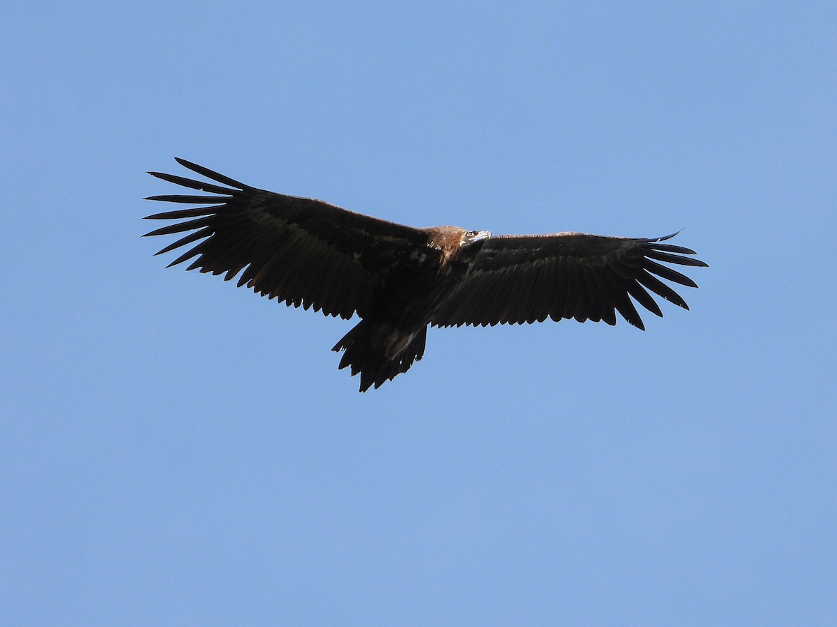 Buitre Negro - ML644929708