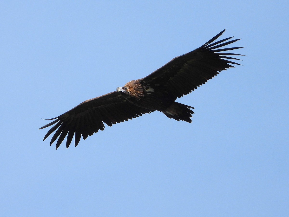 Buitre Negro - ML644929709