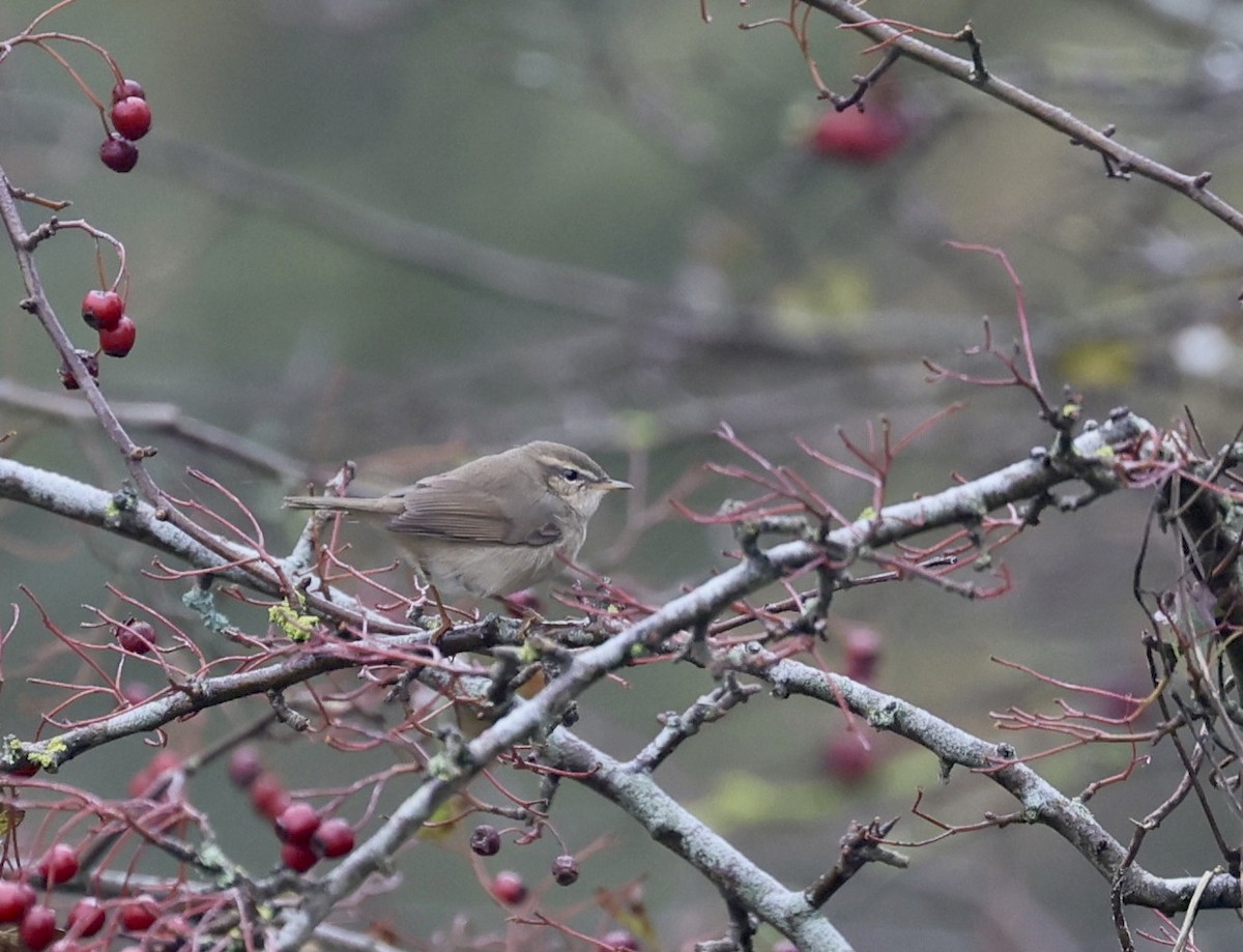 עלווית כהה - ML644929712