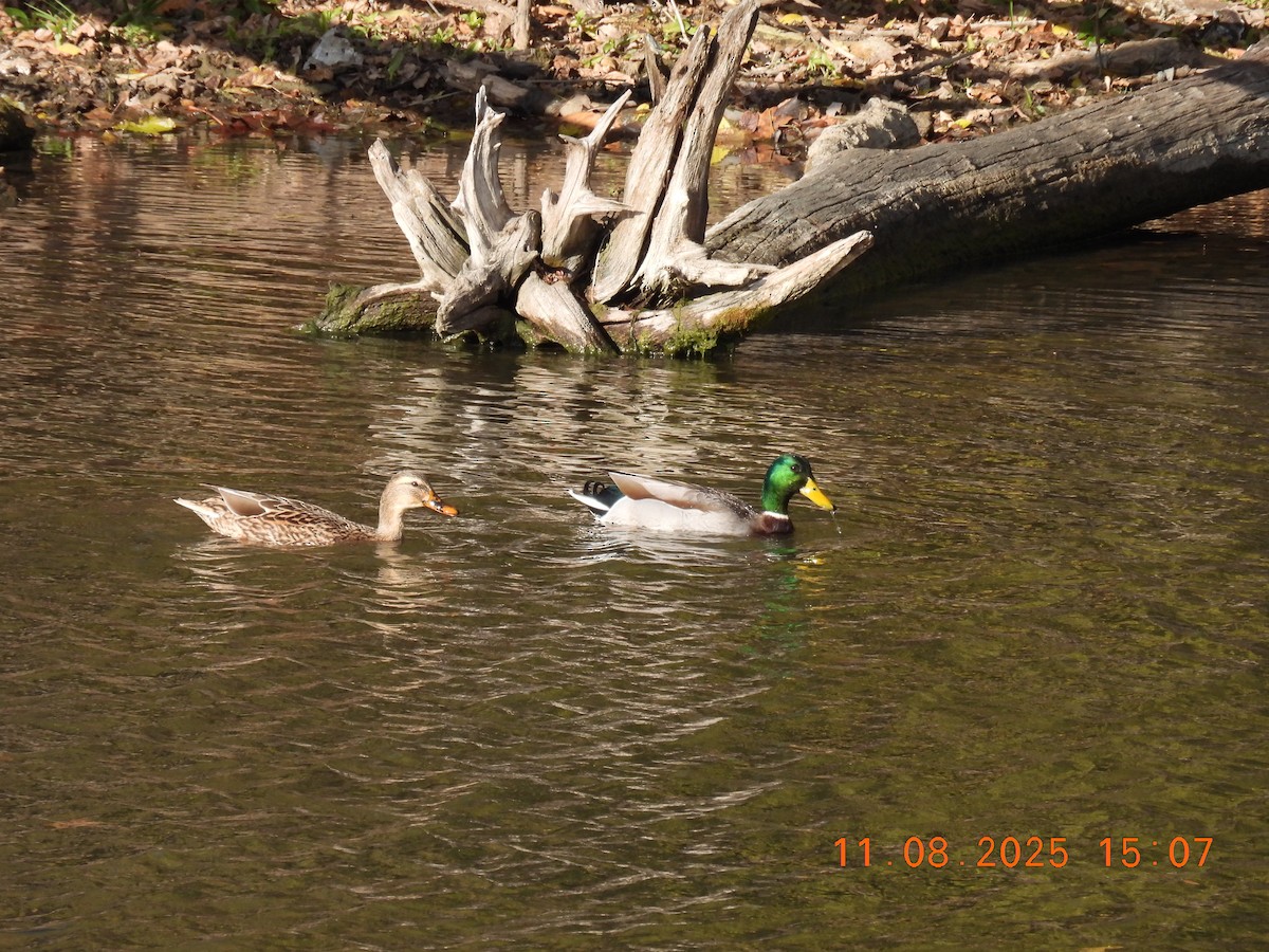 Mallard - ML644929714