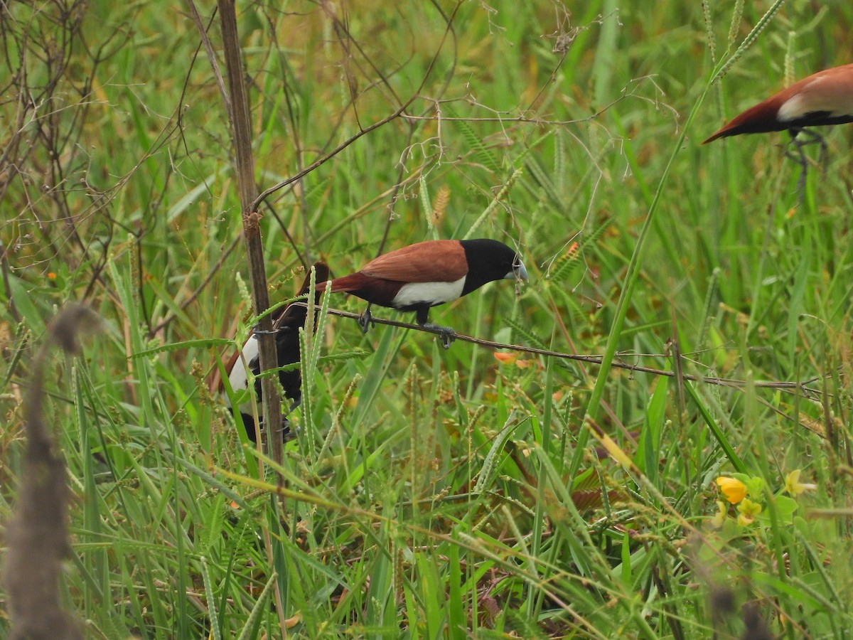 Tricolored Munia - ML644929717