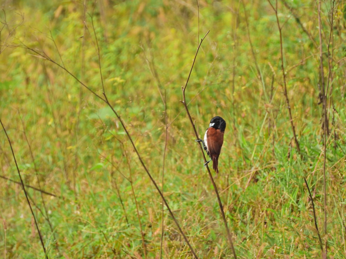 Tricolored Munia - ML644929718