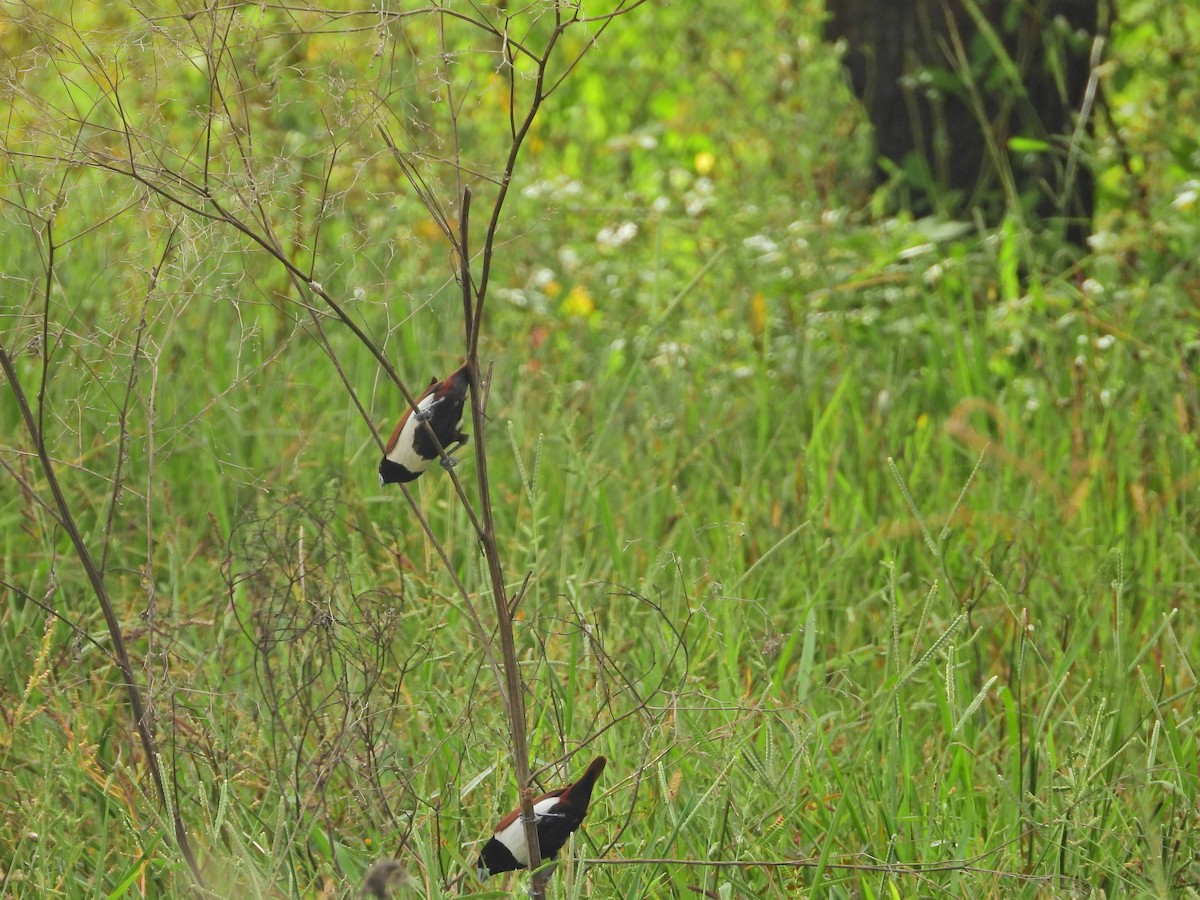 Tricolored Munia - ML644929719