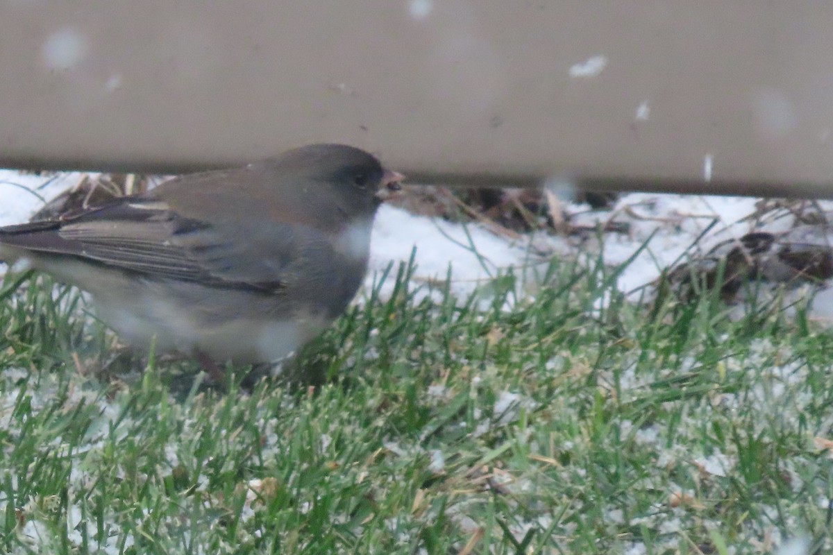 Dark-eyed Junco - ML644929726
