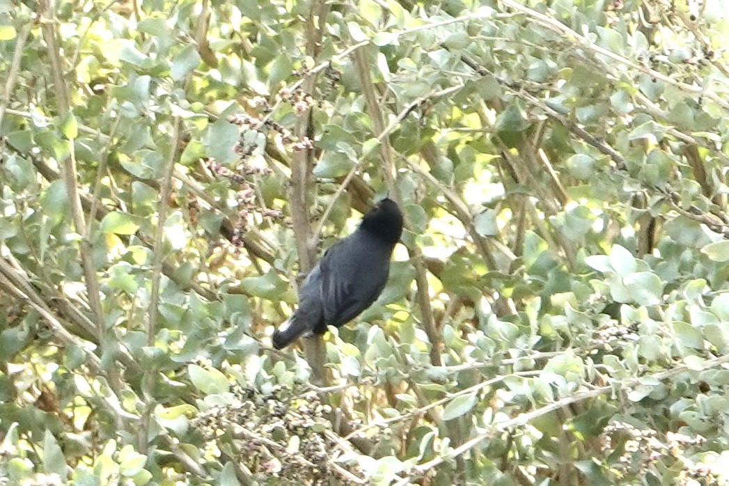 Sardinian Warbler - ML644929742