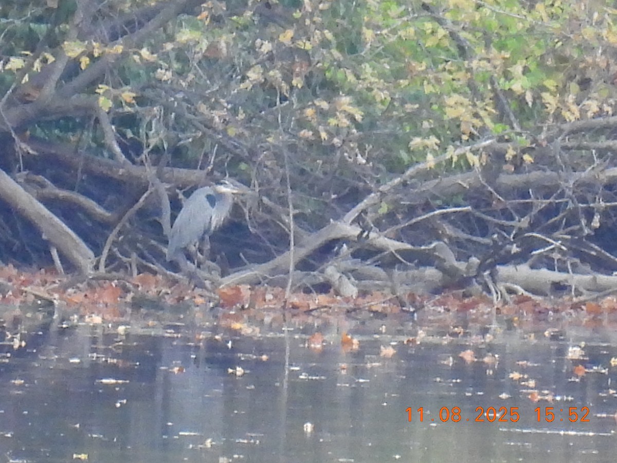 Great Blue Heron - ML644929743