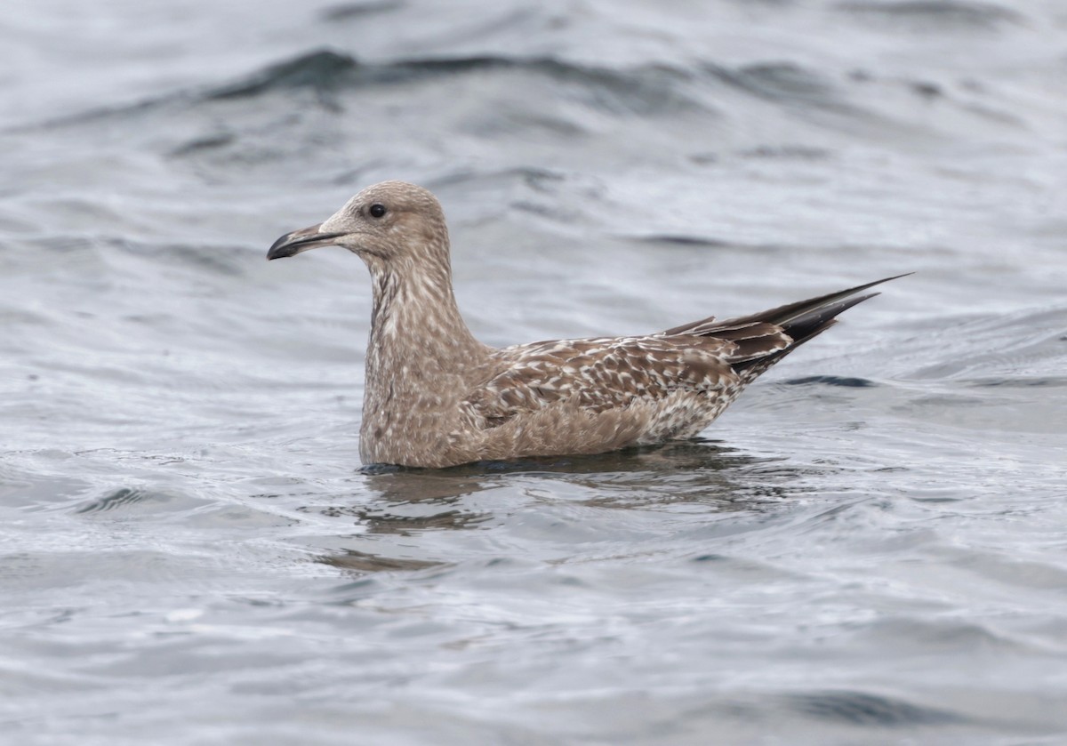 American Herring Gull - ML644929749