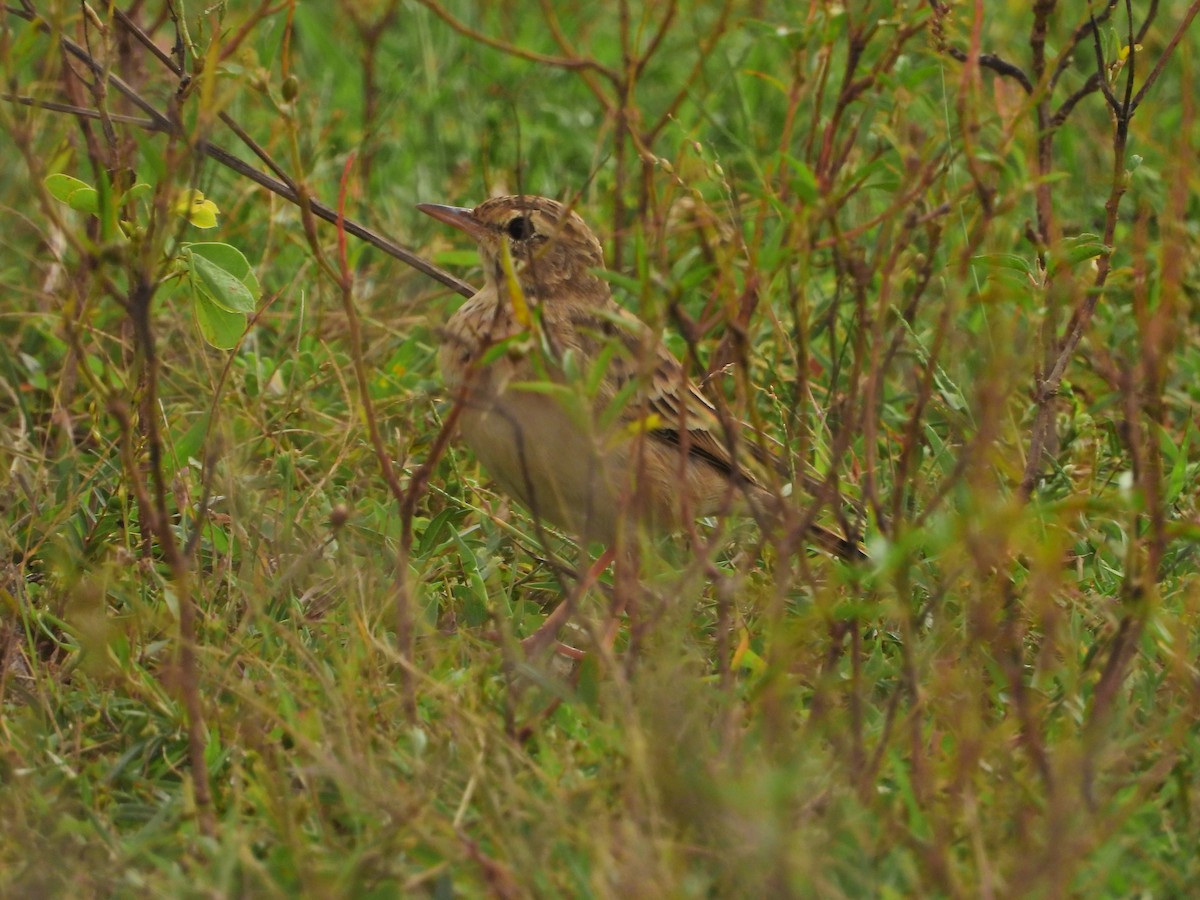 Paddyfield Pipit - ML644929752